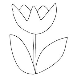 Tulipán #30401