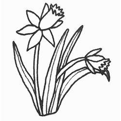Tulipán #30403