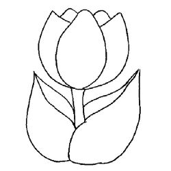 Tulipán #30404