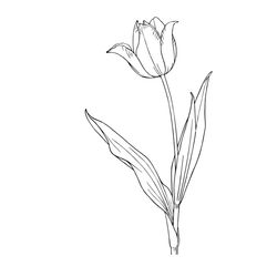 Tulipán #30405