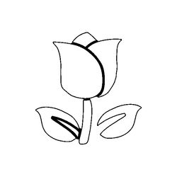 Tulipán #30406