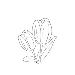 Tulipán #30407