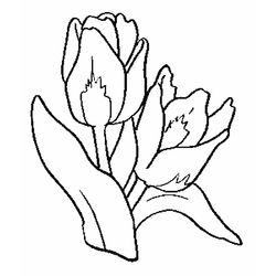 Tulipán #30409