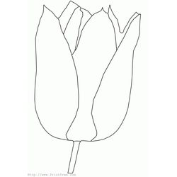 Tulipán #30411