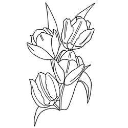 Tulipán #30414