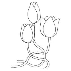 Tulipán #30417
