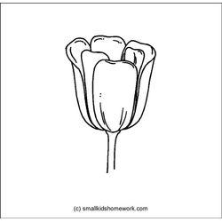 Tulipán #30419