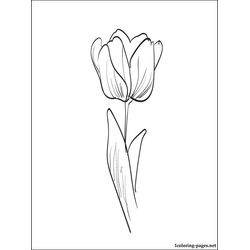 Tulipán #30422