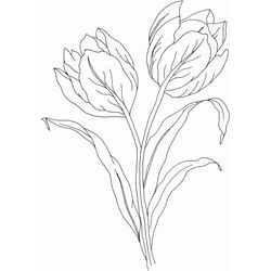 Tulipán #30423