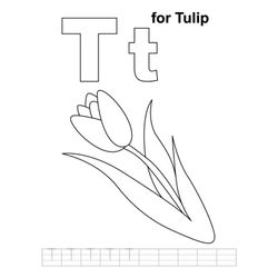 Tulipán #30425