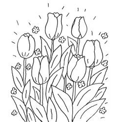 Tulipán #30427