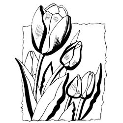 Tulipán #30428
