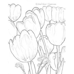 Tulipán #30432