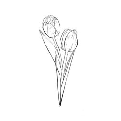 Tulipán #30439