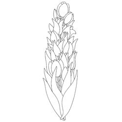Tulipán #30442