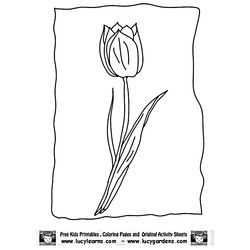 Tulipán #30444