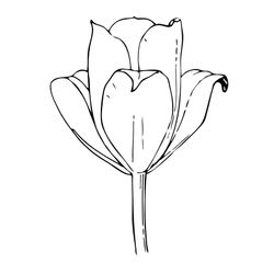 Tulipán #30447