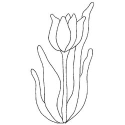 Tulipán #30448
