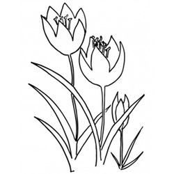Tulipán #30451