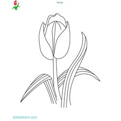Tulipán #30454
