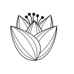 Tulipán #30460