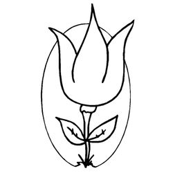 Tulipán #30462