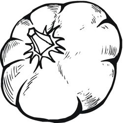 Calabaza #30877