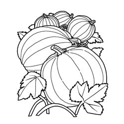 Calabaza #30937