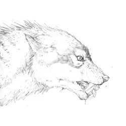 Hombre lobo #42635
